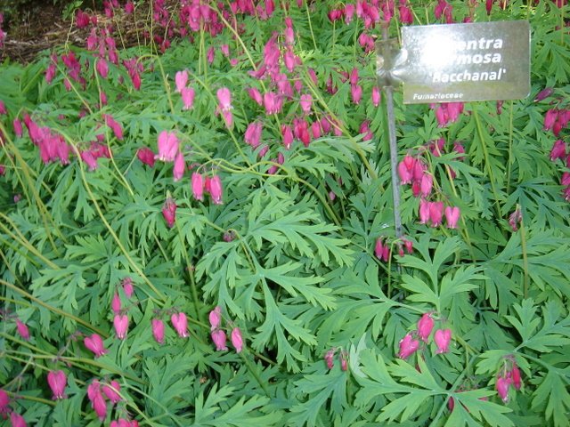 Dicentra formosa 'Bacchanal'
